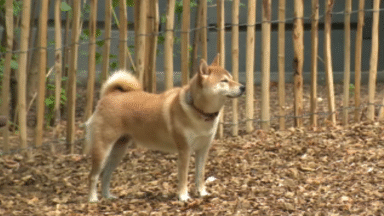 Le parc Buchholtz à Ixelles, où les chiens courent en liberté