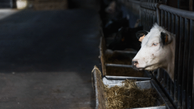 Maladie de la langue bleue : la vaccination des moutons et bovins encore insuffisante chez les détenteurs amateurs