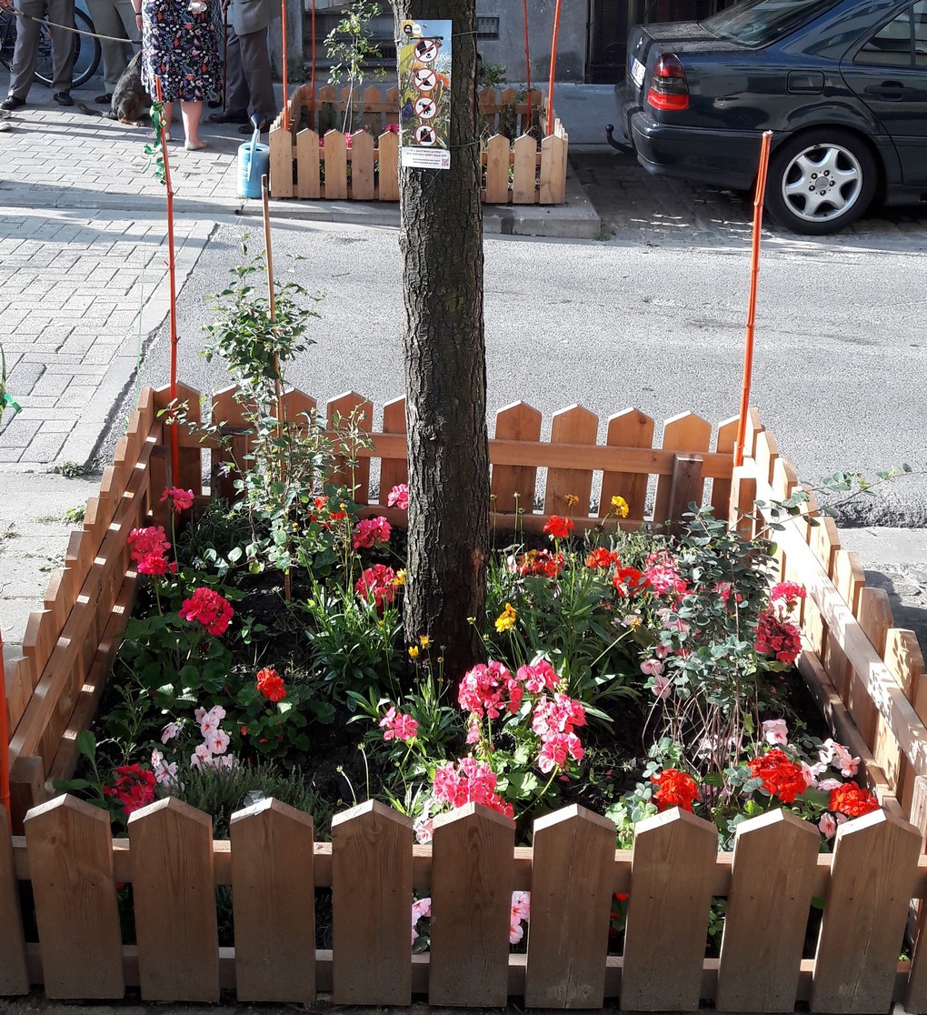 Pied d'arbre - Bruxelles - Rue Albert