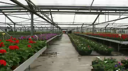 Les serres de Bruxelles étaient exceptionnellement ouvertes au public ce samedi - BX1