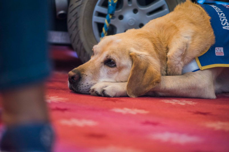 renforcement des lois bruxelloise sur la vente d'animaux - BX1