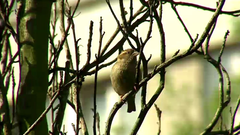 disparition des moineaux domestiques à Bruxelles