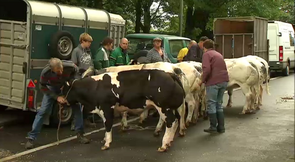 Vaches Marché Annuel de Jette 2018 - BX1.jpg