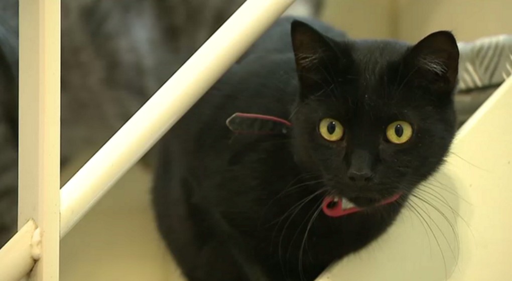 Chat Chaton - Illustration Refuge Animaux Schaerbeek - BX1