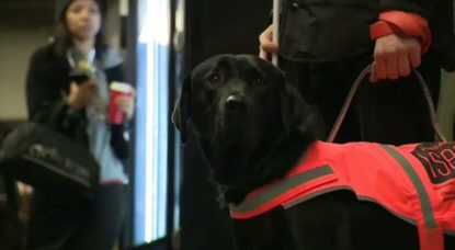 Chien Accompagnement - Handicap