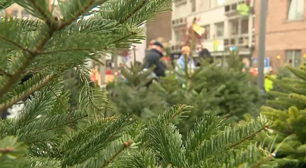 Sapins de Noël - Illustration BX1