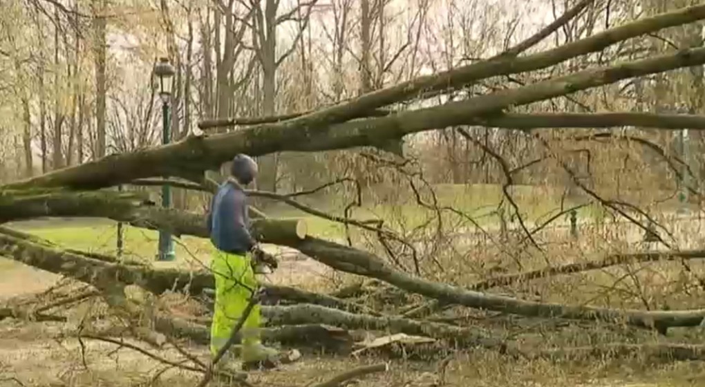 Arbres Parc de la Woluwe - Vent BX1