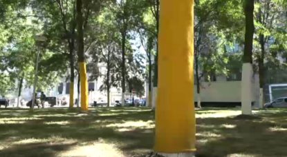 Arbres Chaussette Jaune - Cathédrale BX1