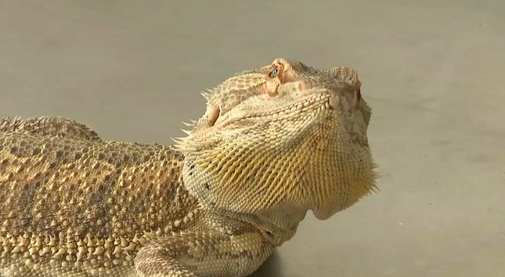 Dragon barbu Pogona - BX1