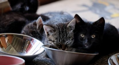 Chatons Illustration Belga Nicolas Maeterlinck