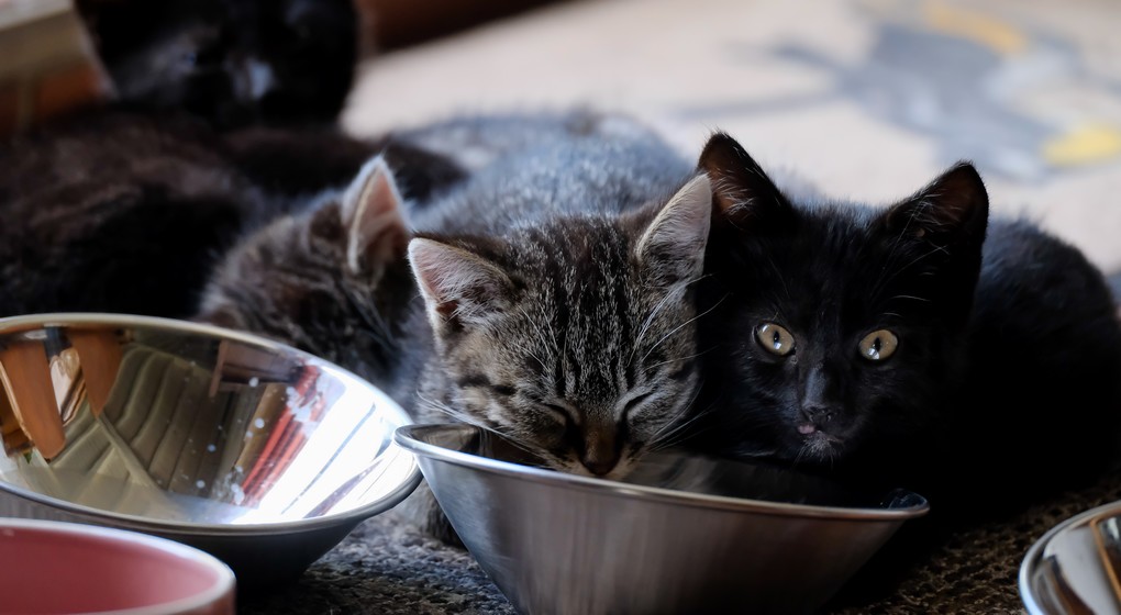 Chatons Illustration Belga Nicolas Maeterlinck