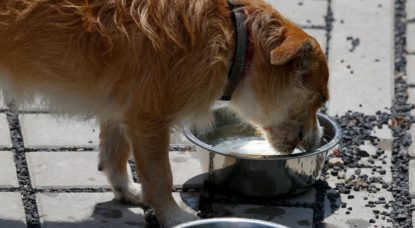 Chien Illustration Belga Nicolas Maeterlinck