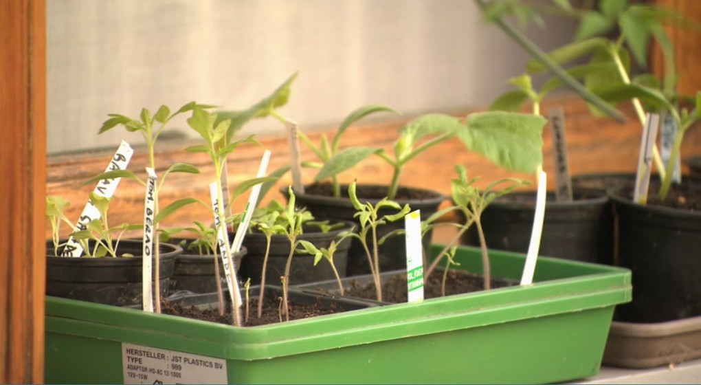 Semis Graines Plantes Fleurs Bruxelles - Capture BX1.jpg