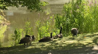 Canards Nature Environnement Watermael-Boitsfort - Capture BX1