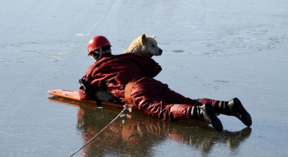 Chien Akita Sauvé Neerpede - Photo Pompiers de Bruxelles
