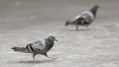 Les traitements contraceptifs des pigeons suspendu à Ixelles