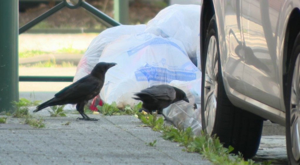 Corneilles Sacs Poubelles Déchets - Capture BX1
