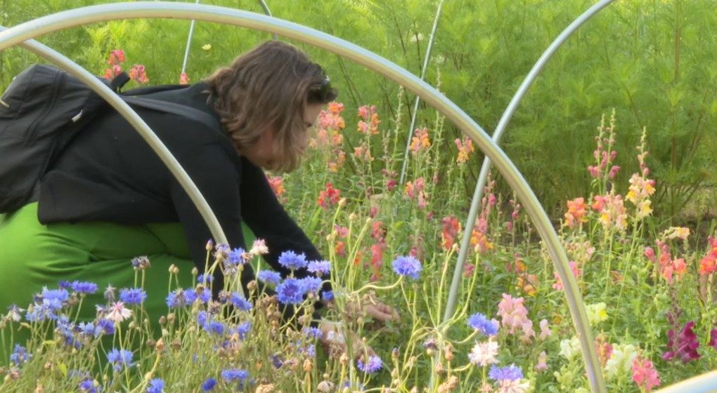 Bouquet de fleurs champ de fleurs - Fleur Akker - Capture BX1