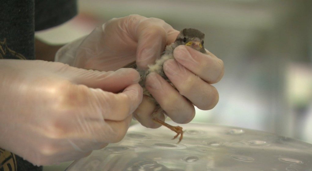 Moineau Oiseau Blessé - Ligue belge pour la Protection des Oiseaux - Capture BX1