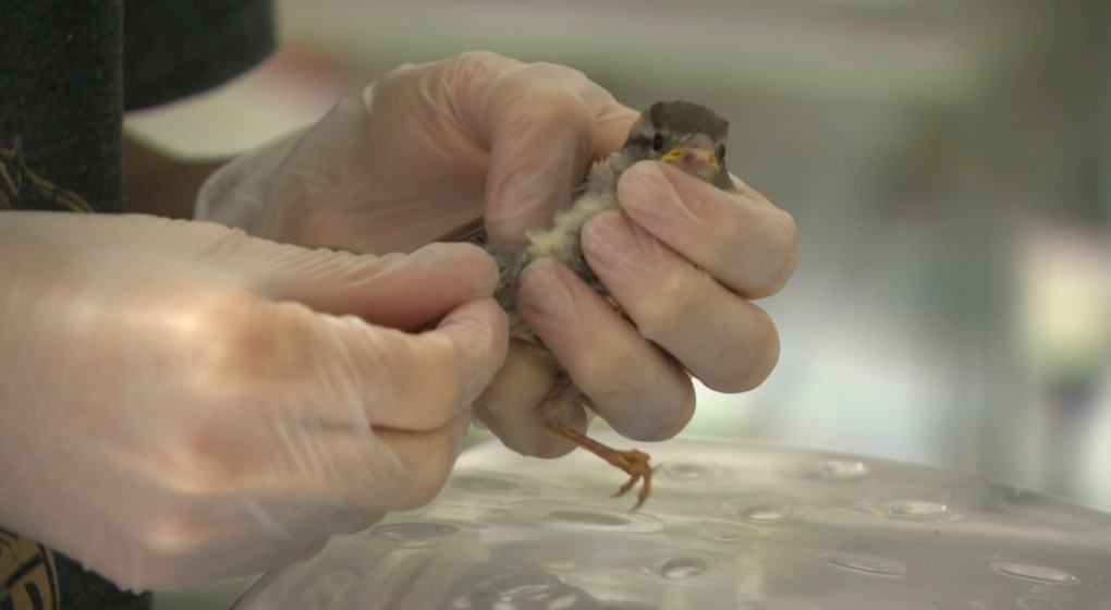 Moineau Oiseau Blessé - Ligue belge pour la Protection des Oiseaux - Capture BX1