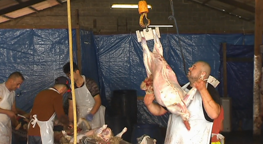 Abattage rituel - Photo : BX1