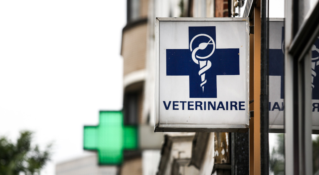 Enseigne Vétérinaire - Photo : Belga/SISKA GREMMELPREZ