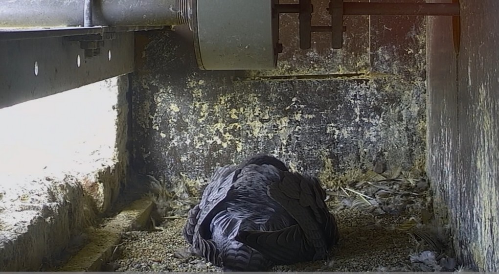 Faucons Pèlerins Église Saint-Job 2022 - Capture FauconsPourTous.be