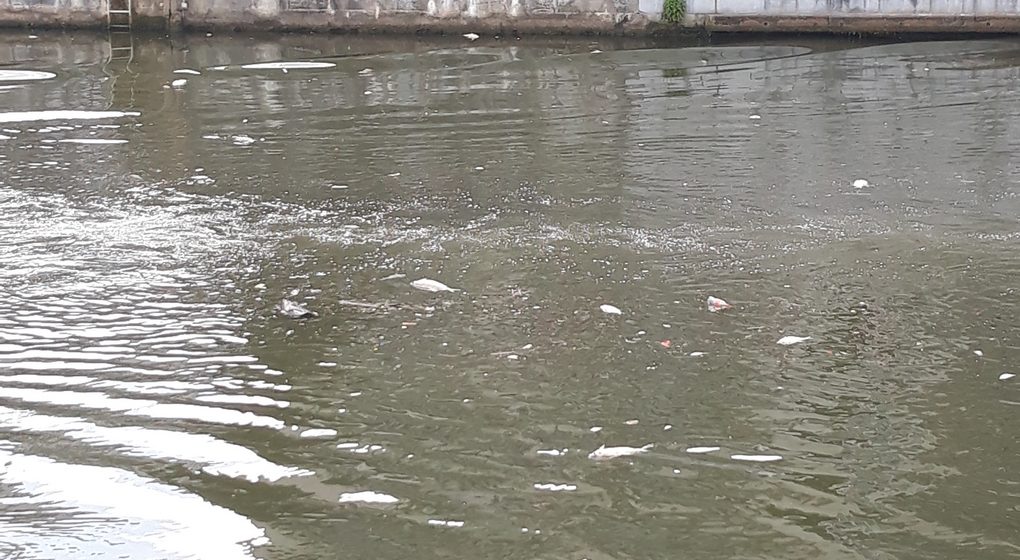 Poissons morts Canal 23052022 - Jamison Lins BX1