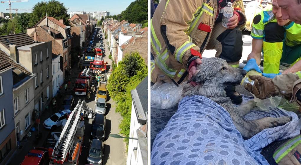 Chien loup sauvé à auderghem - Photo : Pompiers de Bruxelles