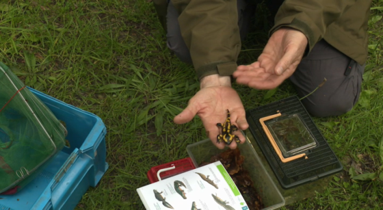 Atlas repertorie les amphibiens et reptiles de Bruxelles - Photo : Capture BX1