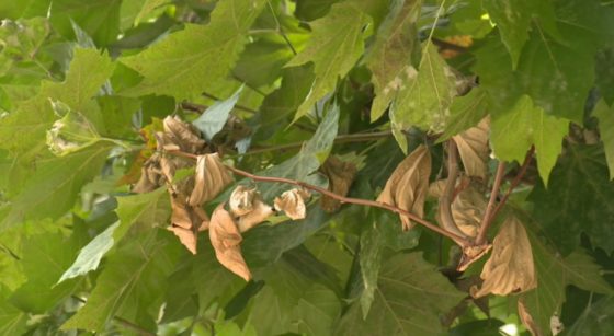 Feuilles mortes dans arbre - BX1