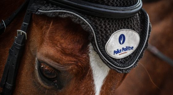 Cheval Police Fédérale Cavalerie - Belga David Stockman