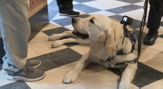 Chien Police Lucky Zone Bruxelles Capitale-Ixelles - Capture BX1