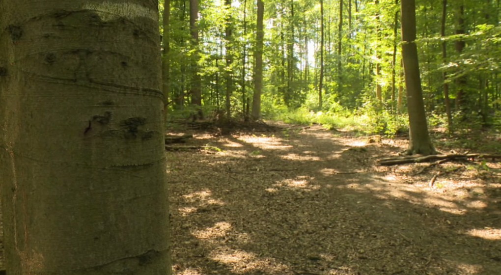 Arbres Forêt de Soignes - BX1
