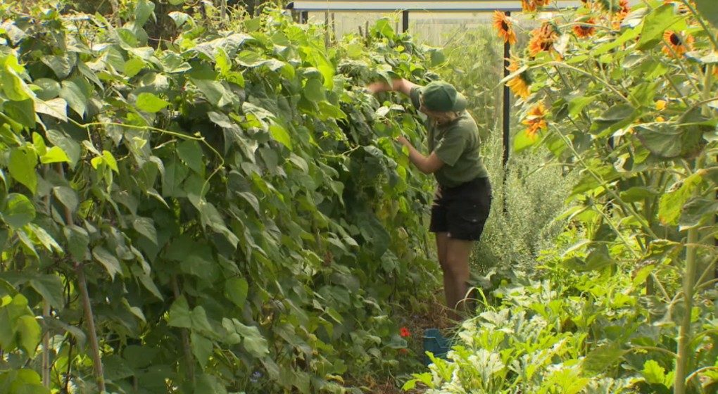 Potager sur un Toit Haricots Tournesol - Capture BX1
