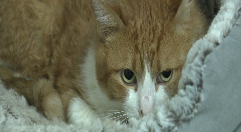 chat - stérilisation - refuge - septembre 22 - BX1