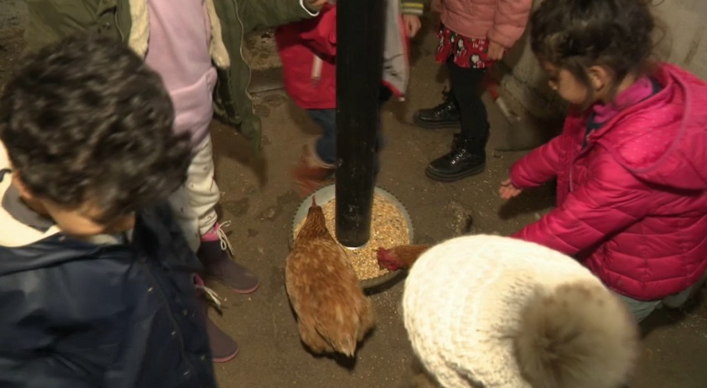 Poules Ferme Stage Enfants Woluwe-Saint-Pierre - Capture BX1