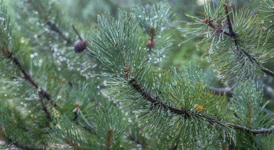Un sapin sous la pluie - Photo : Pixabay/LudaKot
