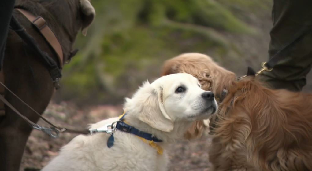 Chien mignon - Photo : BX1