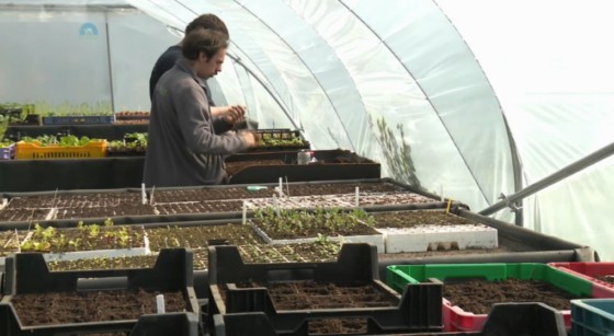 Potager urbain Semis Maraîchers Entreprise de Travail Adapté - BX1