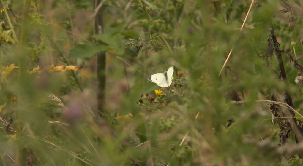 papillon espaces verts - Photo : BX1