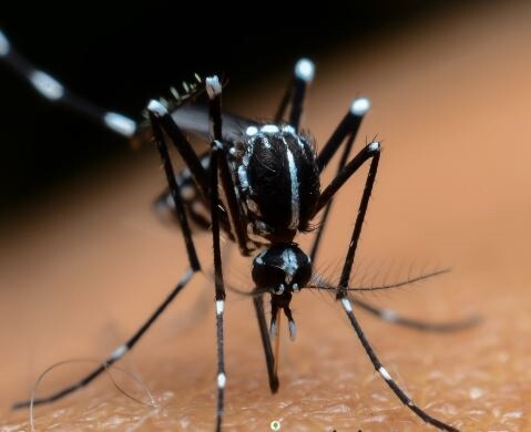 Moustique tigre - bruxelles environnement