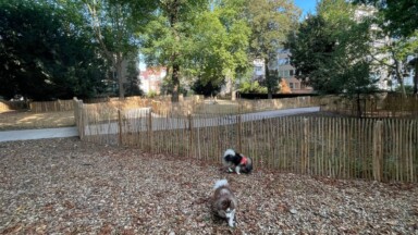 Réaménagement du parc Buchholtz à Ixelles : l’espace pour chiens devient règlementé