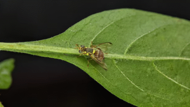 La mouche orientale des fruits, un insecte nuisible, découverte sur un marché à Molenbeek