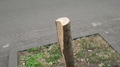 Arbres sciés à Schaerbeek : un homme interpellé