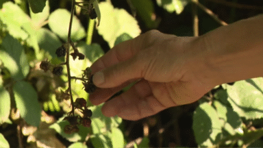 La cueillette des mûres interdites dans les espaces verts