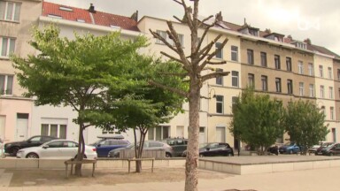 Fusillades à Molenbeek : un arbre élagué pour aider la police à lutter contre le trafic de drogue