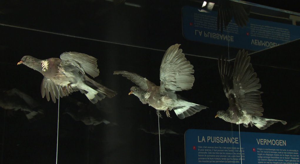 Oiseaux, insectes, avions: la nouvelle exposition “Flight” révèle les secrets du vol