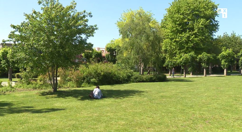 Allergies: la saison des pollens de graminées est ouverte – BX1