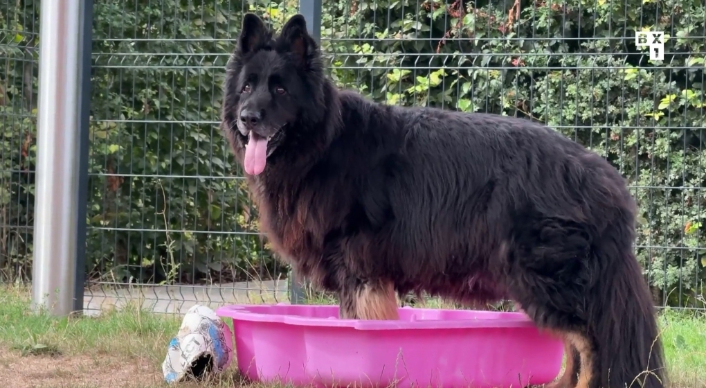Saisie d’animaux: des chiffres déjà particulièrement élevés à Bruxelles
